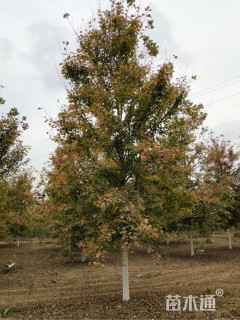 15公分美国红枫