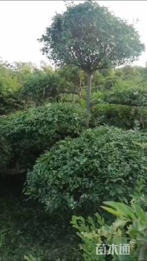 高度1600厘米小叶女贞