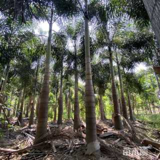 裸干高400厘米二枝棕