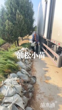 高度150厘米油松小苗