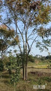 40公分丛生栾树