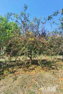 12公分垂丝海棠