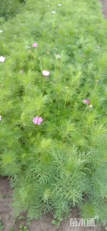 高度10厘米波斯菊