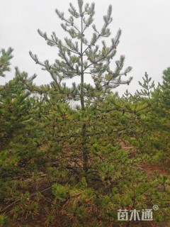 高度400厘米油松