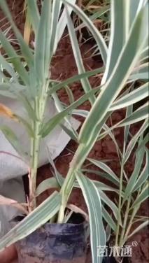 高度35厘米花叶芦竹