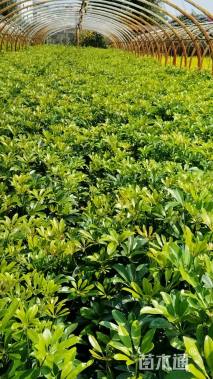 高度40厘米鸭脚木