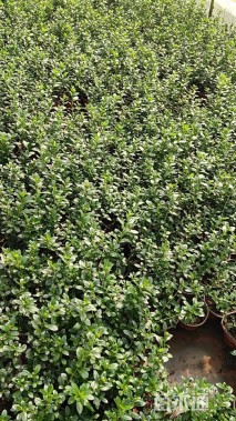 高度20厘米西洋杜鹃