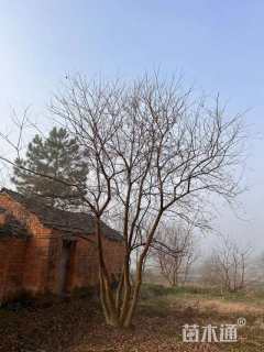 12公分丛生乌桕