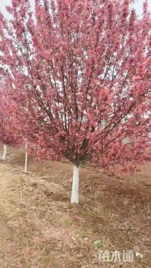 20公分绚丽海棠