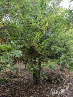 8公分(5杆)丛生娜塔栎