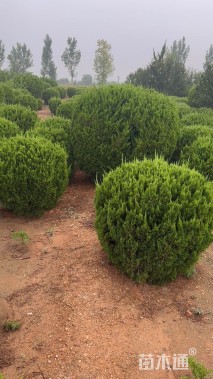 冠幅200厘米龙柏球