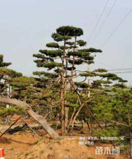 17公分造型油松