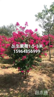 高度350厘米丛生紫薇