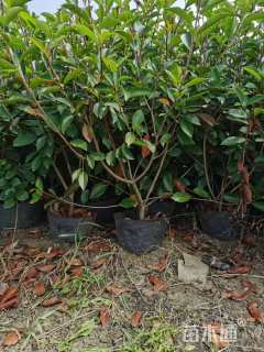 高度65厘米红叶石楠篱笆