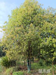 30公分丛生香樟