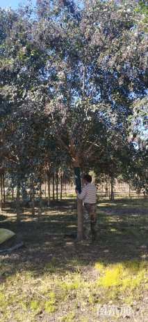 24公分大叶女贞