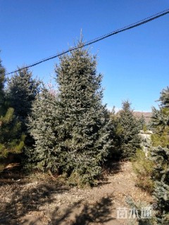 高度5000厘米云杉