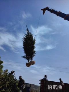 高度350厘米青海云杉