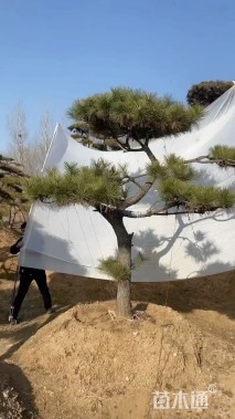 高度200厘米黑松