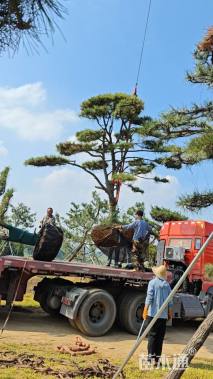 25公分造型黑松