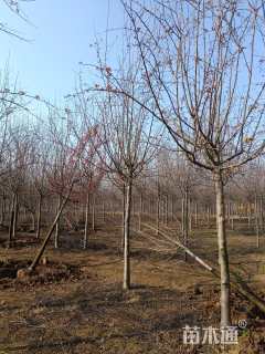 10公分北美海棠