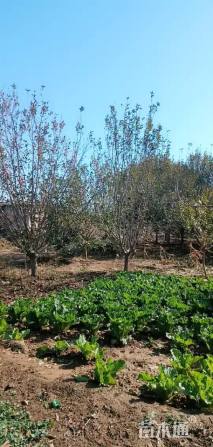 15公分绚丽海棠