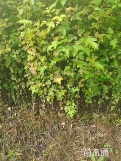 高度100厘米枫香小苗