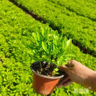 高度18厘米三七景天