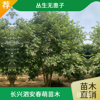 60公分(4杆)丛生无患子