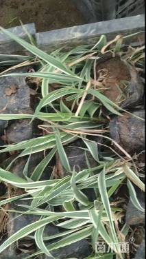 高度30厘米花叶芦竹