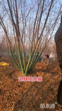 高度500厘米丛生茶条槭