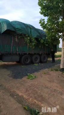 17公分美国红枫-红点