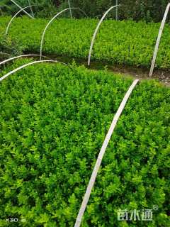 高度10厘米瓜子黄杨小苗