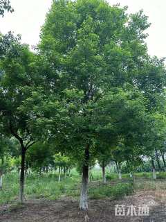 20公分乌桕