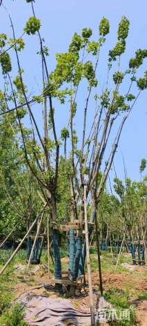 高度800厘米丛生五角枫