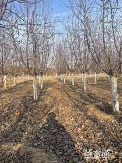 12公分雪球海棠