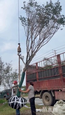 10公分中国红枫