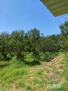 高度600厘米丛生紫薇