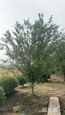 10公分西府海棠