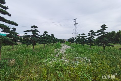 移栽苗造型罗汉松