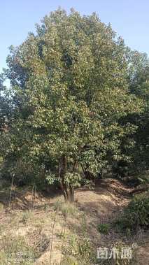 50公分(5杆)丛生香樟