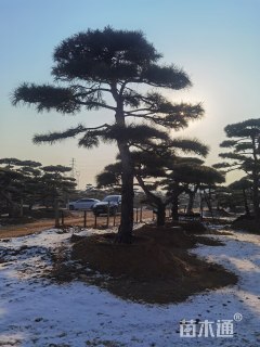 25公分造型黑松