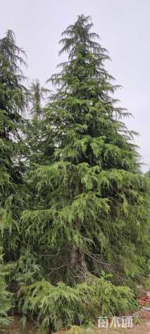 高度1000厘米雪松