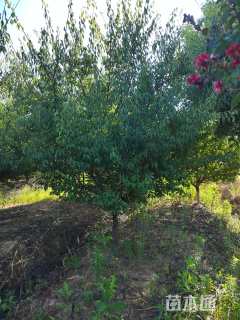 14公分骨里红梅