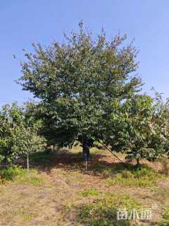 26公分染井吉野樱