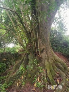 88公分大叶女贞