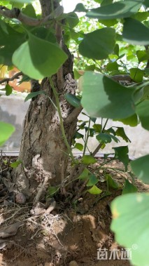 15公分造型银杏