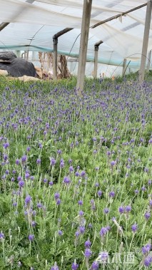 高度30厘米薰衣草