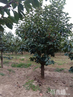 10公分柿树