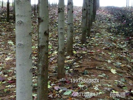 11公分美国红枫